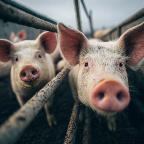 Young pigs in a pen